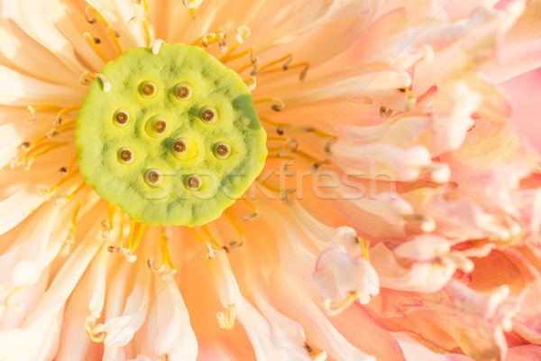 Tayland pembe lotus stil doğa çiçek Stok fotoğraf © hin255