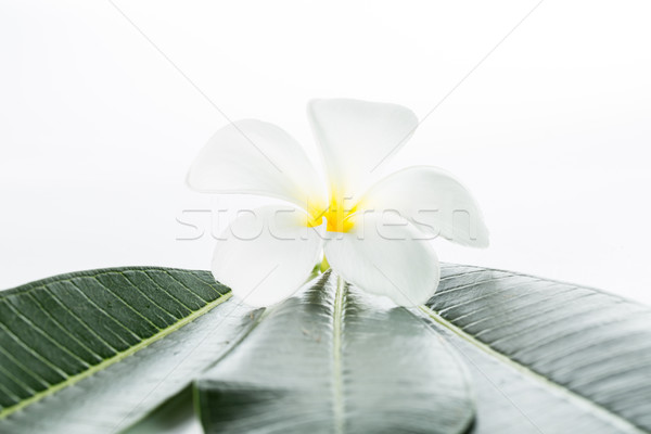 Flor isolado branco projeto relaxar planta Foto stock © hin255