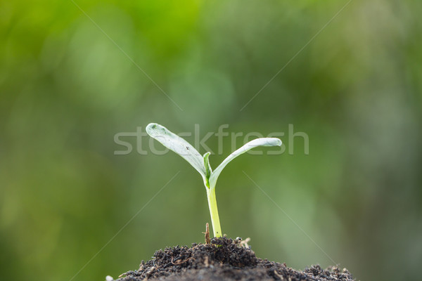 Crescente planta florescer natureza árvore Foto stock © hin255