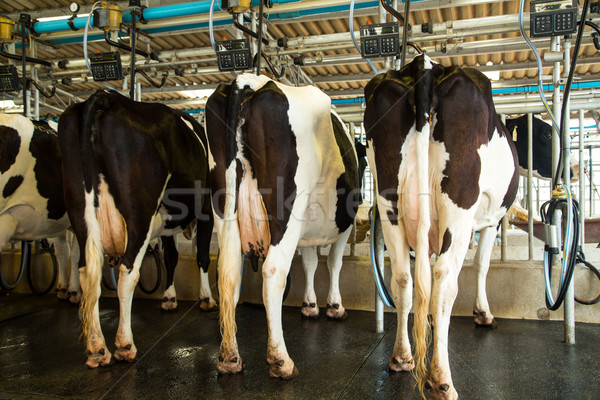 Lactat vacă maşină produce lapte proaspat industrie Imagine de stoc © hin255