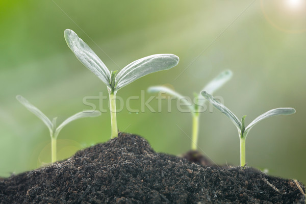 Büyüyen bitki yeni doğal güneş ışığı Stok fotoğraf © hin255