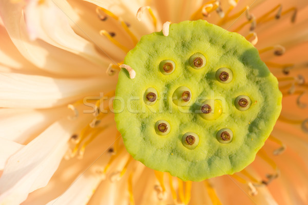 Thailand pink lotus style  Stock photo © hin255