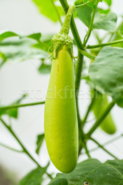 Berinjela verde mão planta árvore fresco Foto stock © hin255