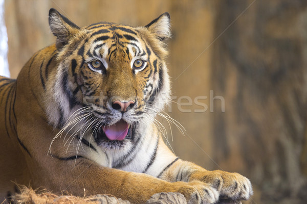 Stock fotó: Bengáli · tigris · arc · állat · természetes · természet