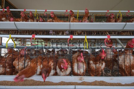 [[stock_photo]]: Poulet · ferme · rouge · cellule · bébé · stylo