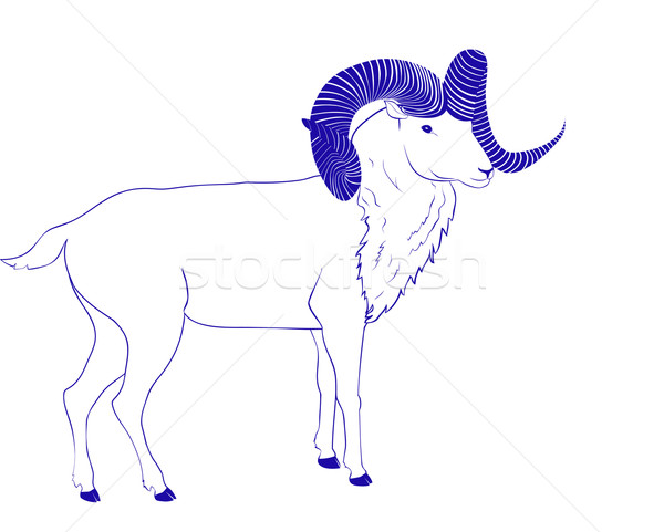 goat or ram with long horn Stock photo © Hipatia