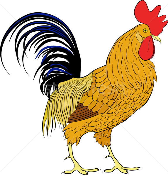 Cock, orange cartoon farm bird rooster on white background Stock photo © Hipatia