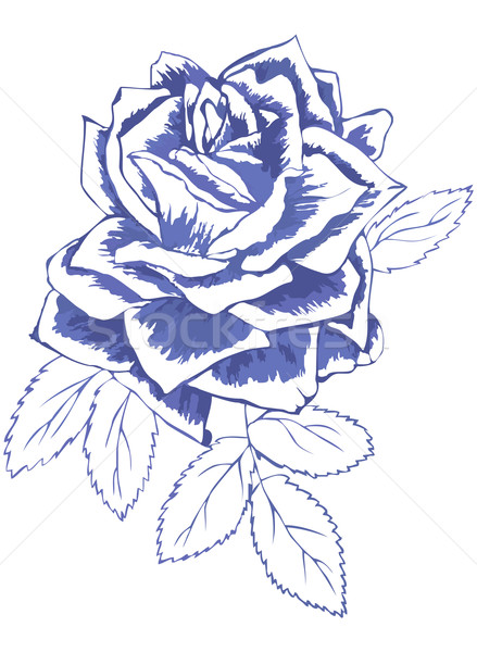 克莱因蓝玫瑰简笔画图片