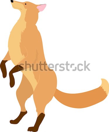 cartoon orange fox Stock photo © Hipatia