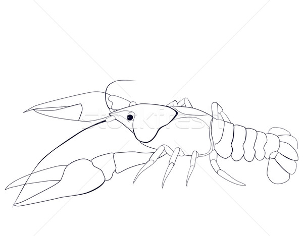 Stock photo: crayfish sketch