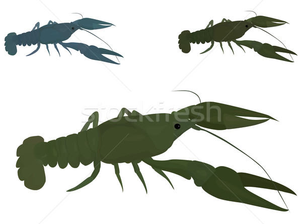 green crayfish Stock photo © Hipatia