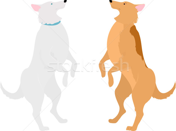 two dogs standing on hind legs Stock photo © Hipatia