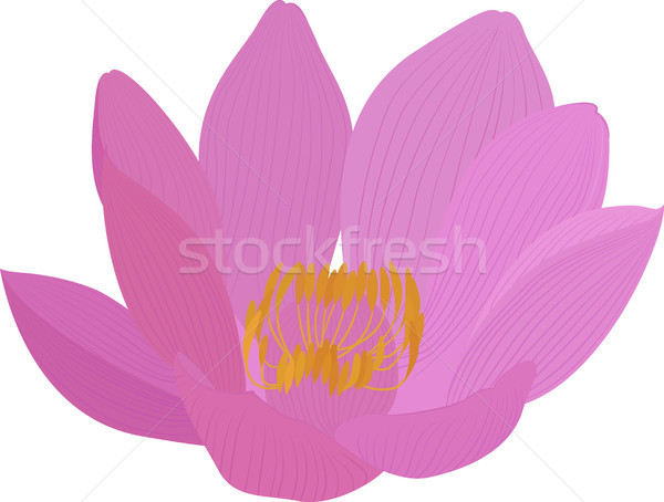 Vector lotus pink flower icon Stock photo © Hipatia