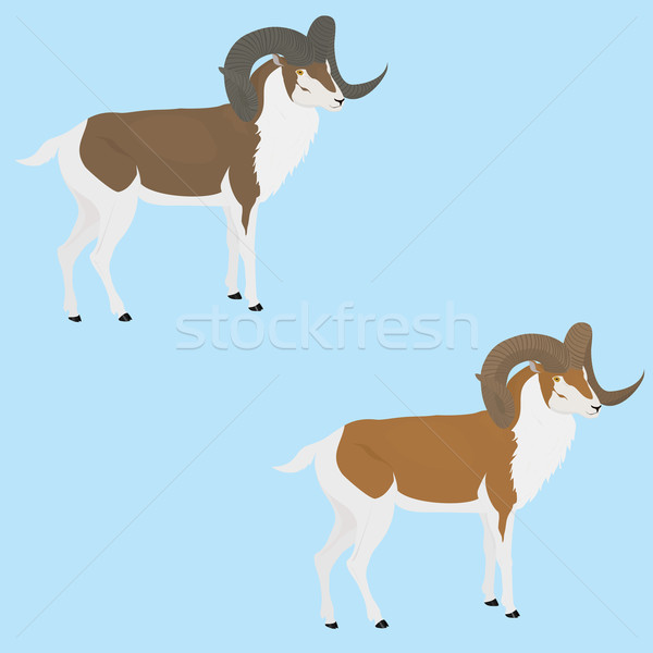 goat with long horn Stock photo © Hipatia