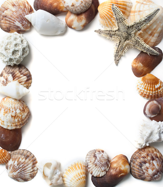 Seashells frame Stock photo © hitdelight