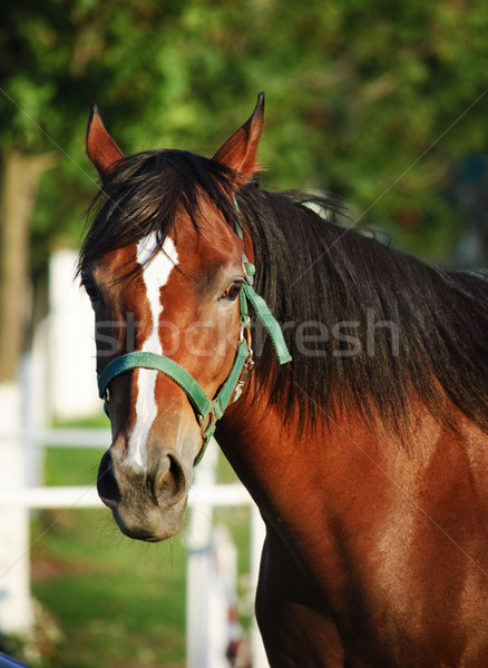 Chestnut horse Stock photo © hitdelight