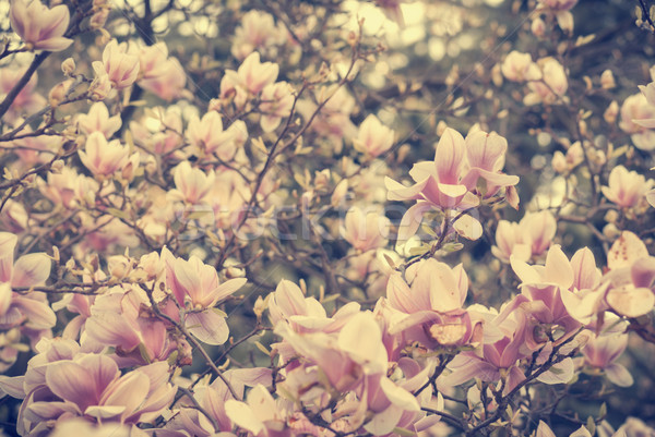 Magnolie frumos gradina de flori copac primăvară lumina Imagine de stoc © hitdelight