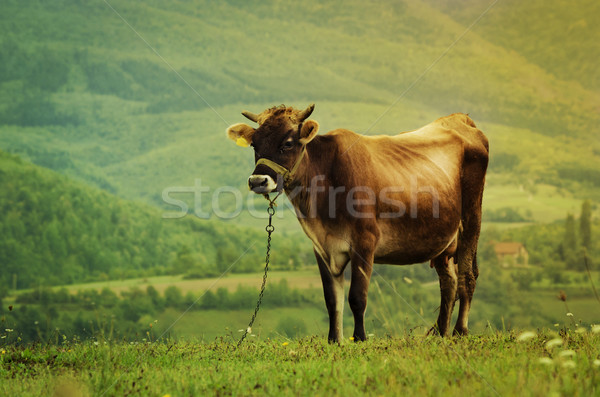 Foto d'archivio: Mucca · campo · verde · primavera · natura · panorama