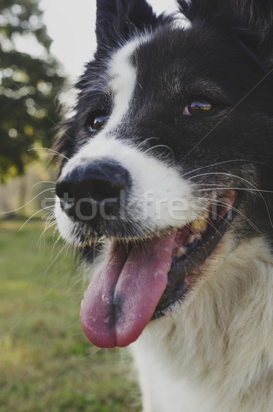 Köpek portre siyah beyaz mutlu orman Stok fotoğraf © hitdelight