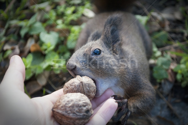 Veveriţă mananca nuci mana omului primăvară lemn Imagine de stoc © hitdelight