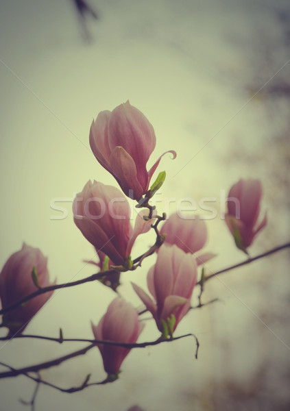 Stock photo: Magnolia