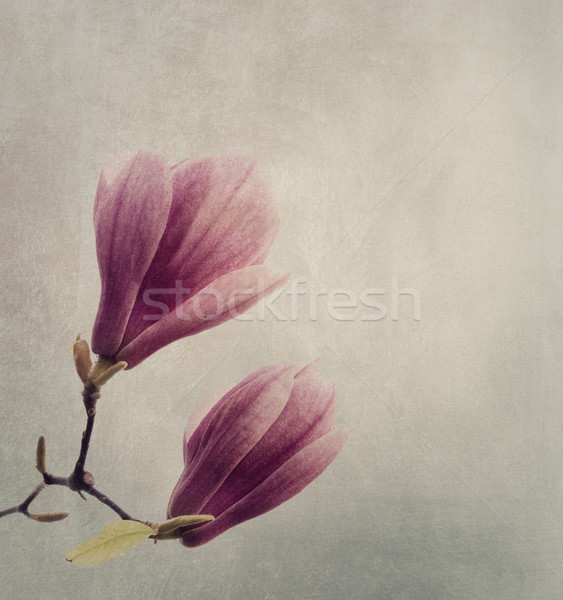 Сток-фото: магнолия · красивой · цветок · дерево · весны