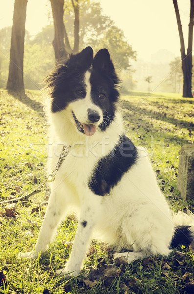Dog portrait Stock photo © hitdelight