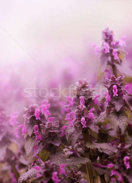 Spring Flower Stock photo © hitdelight