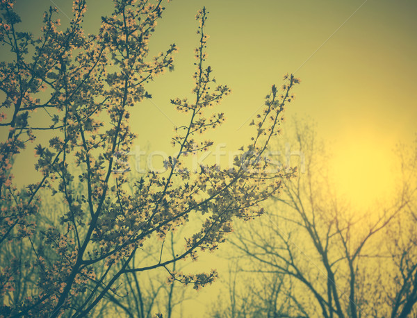 Spring Blossom Stock photo © hitdelight