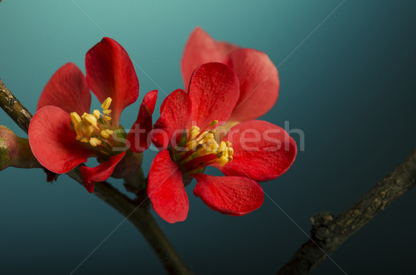 Rosa Blume schönen Frühling Blüte blau Leben Stock foto © hitdelight