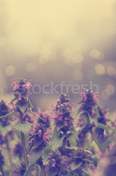 Flowers Stock photo © hitdelight