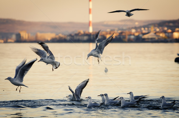 Gulls Stock photo © hitdelight