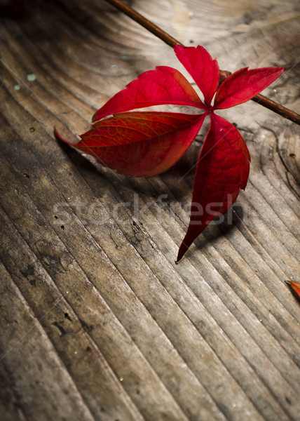 красный плющ деревенский деревянный стол природы дизайна Сток-фото © hitdelight