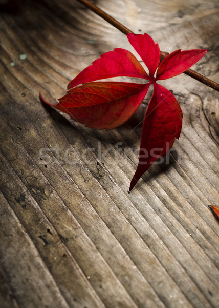 Stock foto: Rot · Efeu · rustikal · Holztisch · Natur · Design