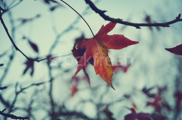 Red leaf Stock photo © hitdelight