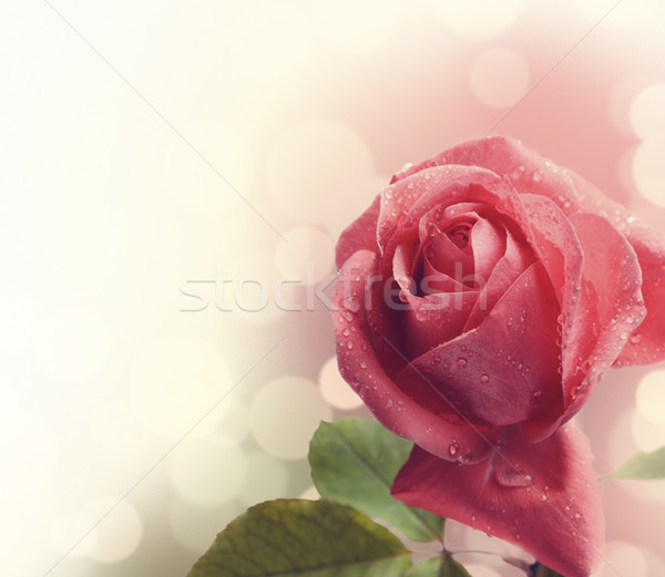 Rózsaszín rózsa gyönyörű vízcseppek rózsa nap természet Stock fotó © hitdelight