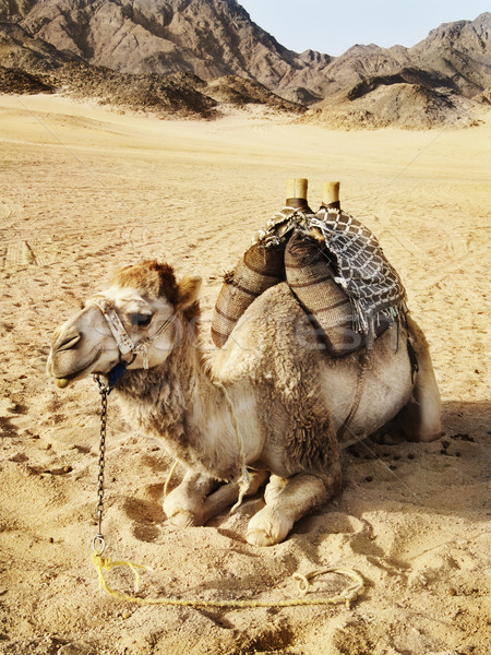 Kameel woestijn Egypte hemel landschap zomer Stockfoto © hitdelight