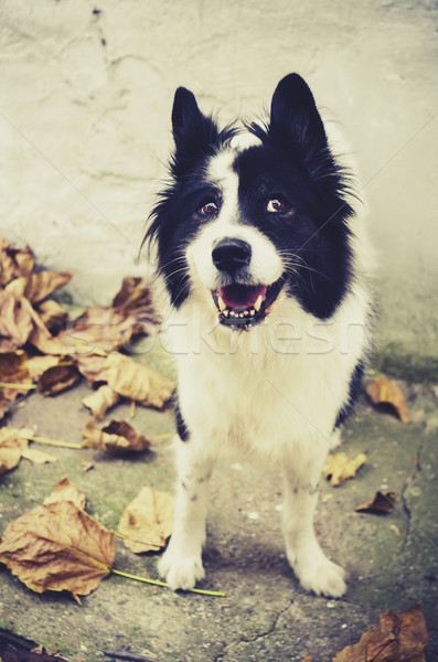 Dog Portrait Stock photo © hitdelight