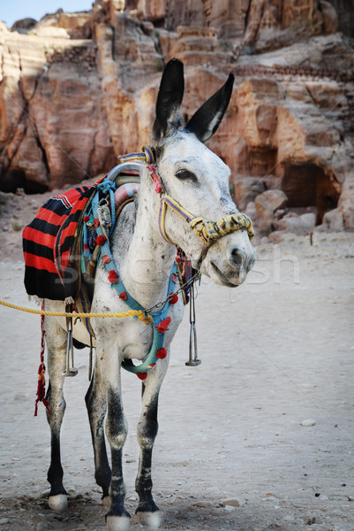 	Donkey Stock photo © hitdelight