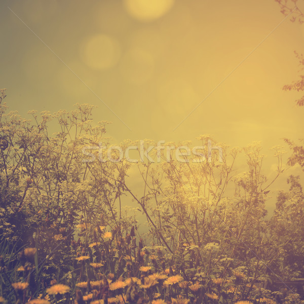 Flowers Stock photo © hitdelight