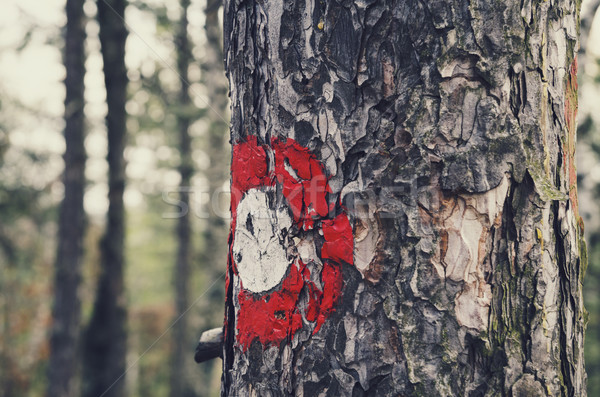 Sign on the tree Stock photo © hitdelight