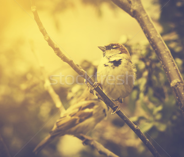 Sparrow Stock photo © hitdelight