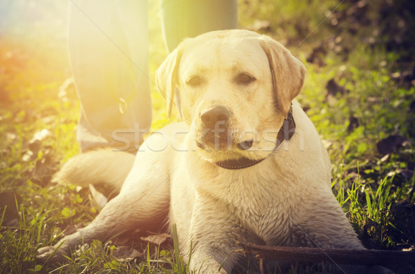 Câine portret joc parc instagram stil Imagine de stoc © hitdelight