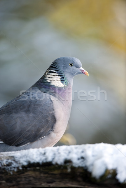 Wood Pigeon (Columba palumbus) Stock photo © HJpix