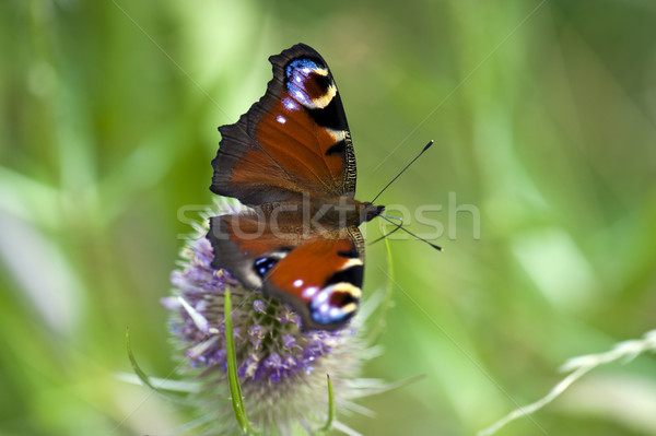 Peacock Butterfly Stock photo © HJpix