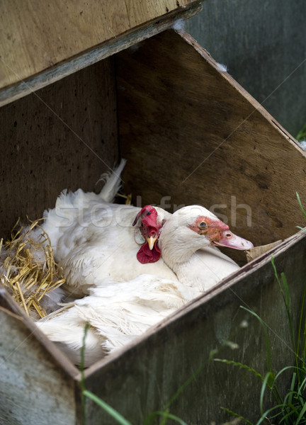 Duck and Hen Stock photo © HJpix