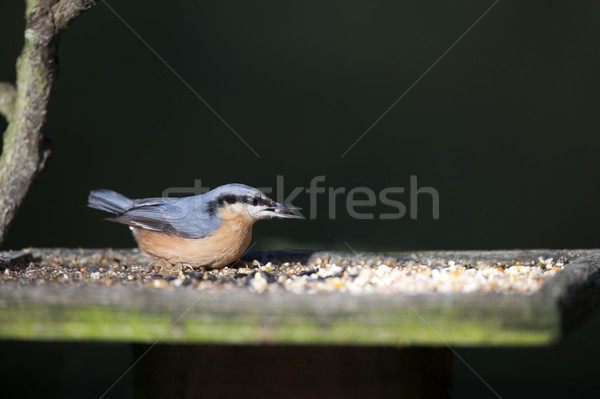 [[stock_photo]]: Mixte · semences · oiseau · table · jardin