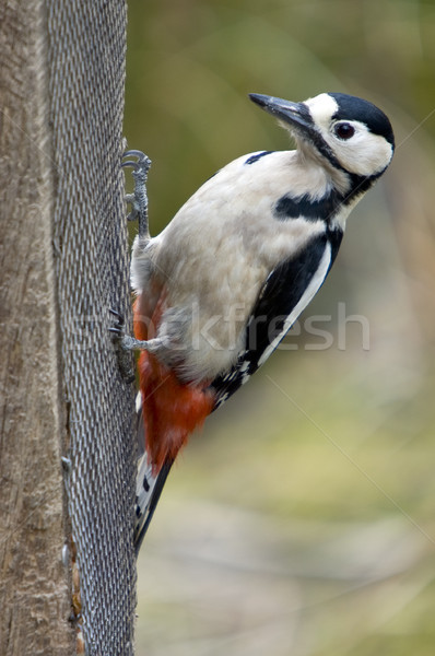 Great Spotted Woodpecker (Dendrocopos major) Stock photo © HJpix