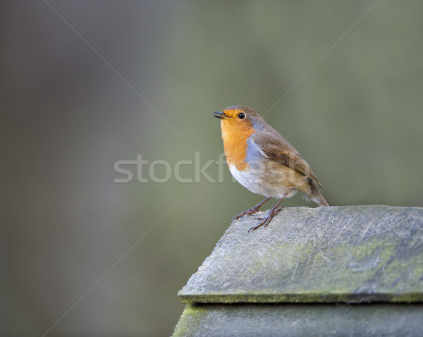Robin (Erithacus rubecula) Stock photo © HJpix