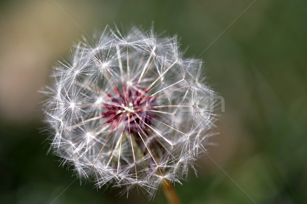 Dandelion semente cabeça completo turva naturalismo Foto stock © hlehnerer